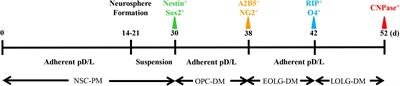 Generation of Oligodendrocyte Progenitor Cells From Mouse Bone Marrow Cells